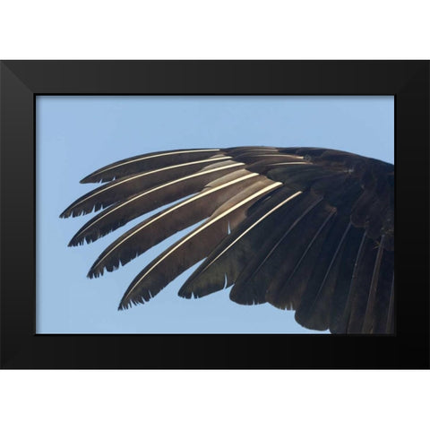 Florida, Everglades NP Anhinga wing feathers Black Modern Wood Framed Art Print by Kaveney, Wendy