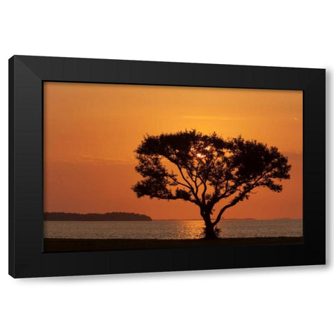FL, Everglades NP, Tree silhouetted at sunrise Black Modern Wood Framed Art Print by Kaveney, Wendy