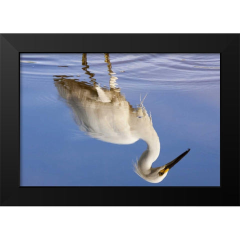 FL, Everglades NP Reflection of snowy egret Black Modern Wood Framed Art Print by Kaveney, Wendy