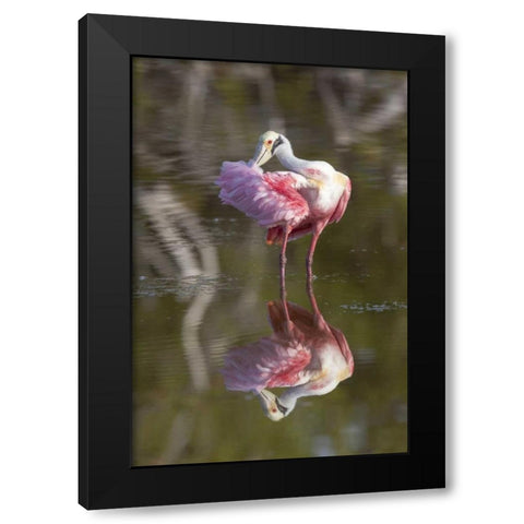 FL, Everglades NP Roseate spoonbill preening Black Modern Wood Framed Art Print by Kaveney, Wendy