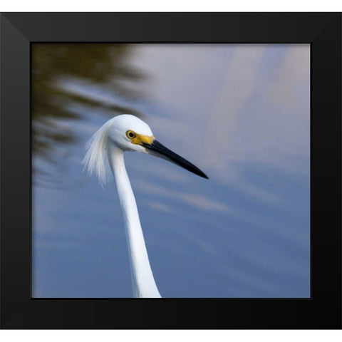 Florida, Everglades NP A snowy egret in profile Black Modern Wood Framed Art Print by Kaveney, Wendy