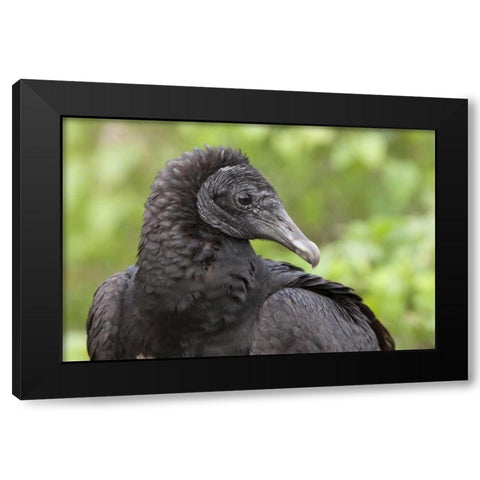 Florida, Everglades NP Black vulture in profile Black Modern Wood Framed Art Print with Double Matting by Kaveney, Wendy