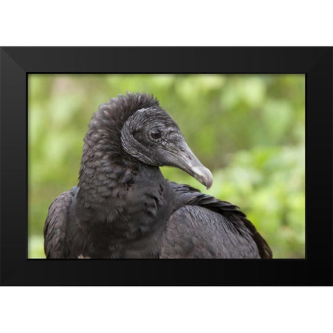 Florida, Everglades NP Black vulture in profile Black Modern Wood Framed Art Print by Kaveney, Wendy