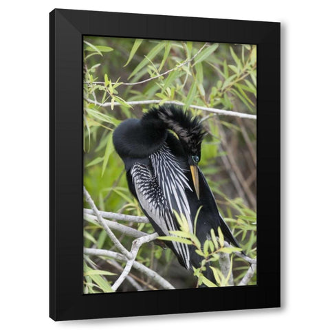 USA, Florida, Everglades NP A preening anhinga Black Modern Wood Framed Art Print by Kaveney, Wendy