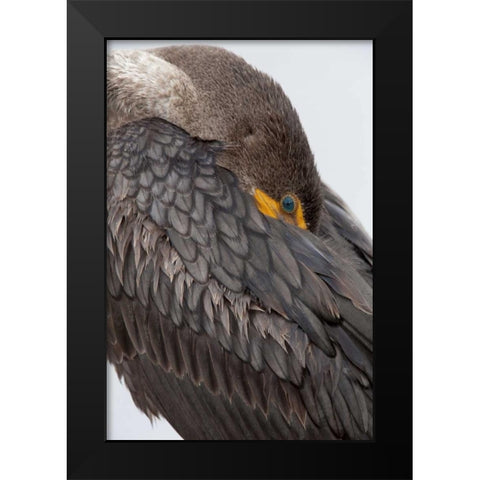FL, Everglades NP Double-crested cormorant Black Modern Wood Framed Art Print by Kaveney, Wendy