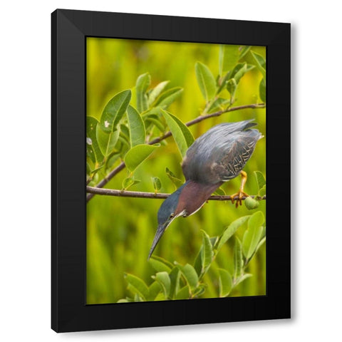 USA, Florida Green heron hunting from a branch Black Modern Wood Framed Art Print with Double Matting by Illg, Cathy and Gordon