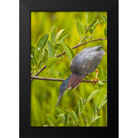 USA, Florida Green heron hunting from a branch Black Modern Wood Framed Art Print by Illg, Cathy and Gordon