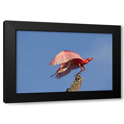 FL, Anastasia Isl Roseate spoonbill taking off Black Modern Wood Framed Art Print by Illg, Cathy and Gordon