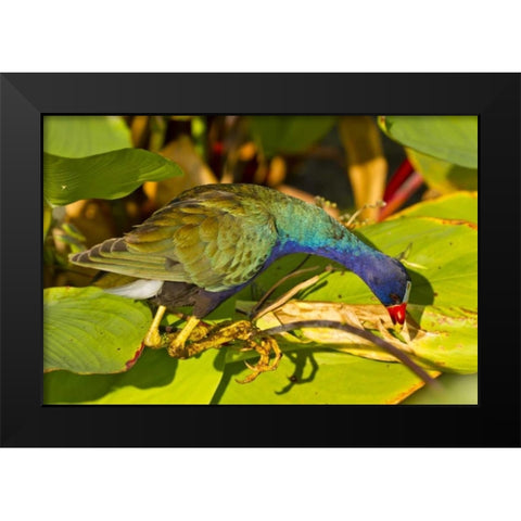 Florida Purple gallinule searching for food Black Modern Wood Framed Art Print by Illg, Cathy and Gordon
