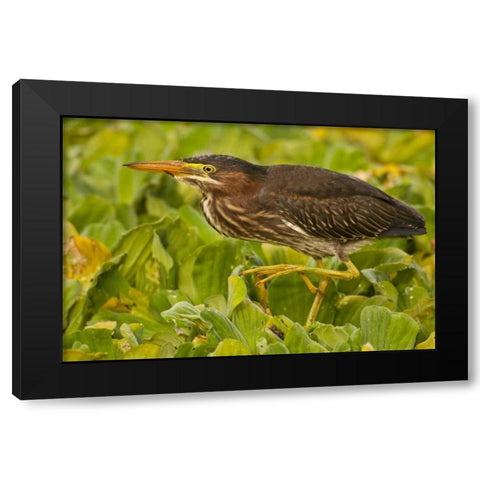Florida, Palm Beach County Juvenile green heron Black Modern Wood Framed Art Print by Illg, Cathy and Gordon