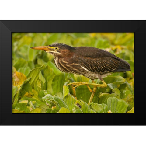 Florida, Palm Beach County Juvenile green heron Black Modern Wood Framed Art Print by Illg, Cathy and Gordon