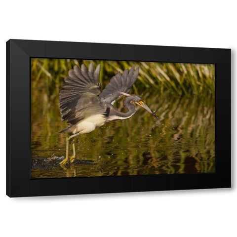 FL, Palm Beach Co, Tri-colored heron hunting Black Modern Wood Framed Art Print with Double Matting by Illg, Cathy and Gordon