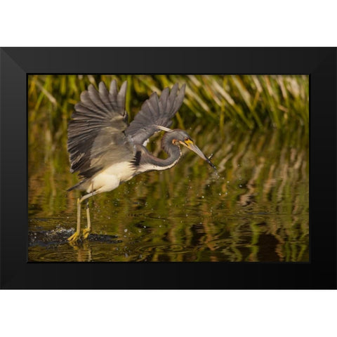FL, Palm Beach Co, Tri-colored heron hunting Black Modern Wood Framed Art Print by Illg, Cathy and Gordon