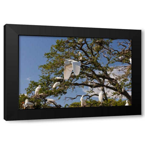 FL, Anastasia Isl Great egret flying by rookery Black Modern Wood Framed Art Print by Illg, Cathy and Gordon