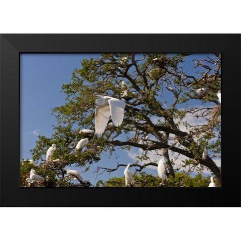 FL, Anastasia Isl Great egret flying by rookery Black Modern Wood Framed Art Print by Illg, Cathy and Gordon