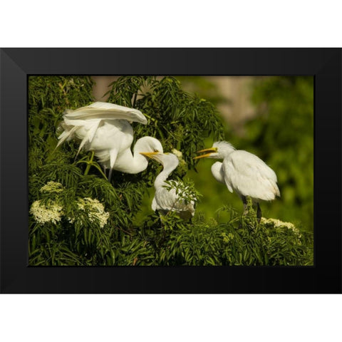 Florida Great egret chicks being fed by parent Black Modern Wood Framed Art Print by Illg, Cathy and Gordon