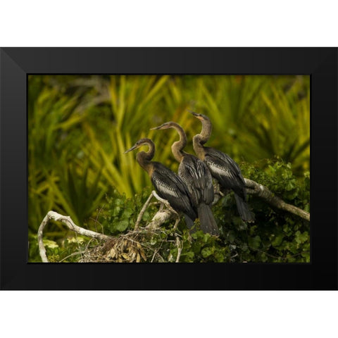 FL, Orange Co Three anhinga chicks on tree limb Black Modern Wood Framed Art Print by Illg, Cathy and Gordon