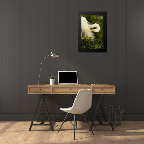 USA, Florida Great egret preening Black Modern Wood Framed Art Print by Illg, Cathy and Gordon