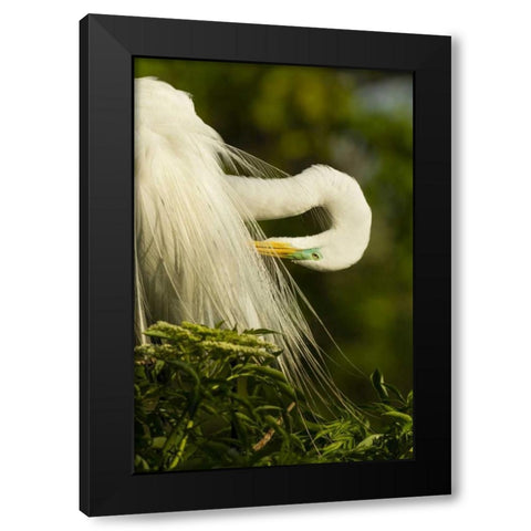 USA, Florida Great egret preening Black Modern Wood Framed Art Print with Double Matting by Illg, Cathy and Gordon