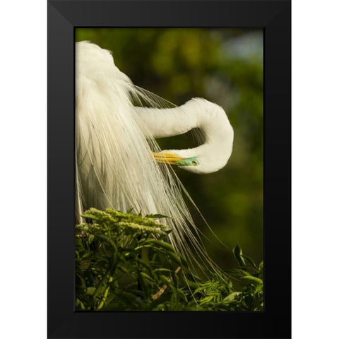 USA, Florida Great egret preening Black Modern Wood Framed Art Print by Illg, Cathy and Gordon