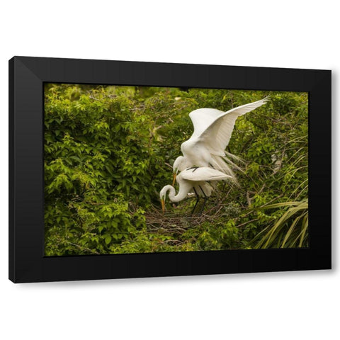 FL, Anastasia Is Great egret pair mating at nest Black Modern Wood Framed Art Print by Illg, Cathy and Gordon