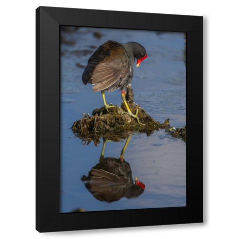 FL, Green Cay Common moorhen reflects in water Black Modern Wood Framed Art Print with Double Matting by Illg, Cathy and Gordon
