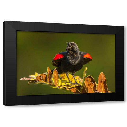 FL, Green Cay, Red-winged blackbird singing Black Modern Wood Framed Art Print with Double Matting by Illg, Cathy and Gordon