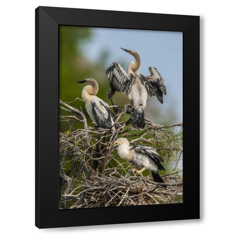 FL, Green Cay, Three anhinga chicks at nest Black Modern Wood Framed Art Print by Illg, Cathy and Gordon