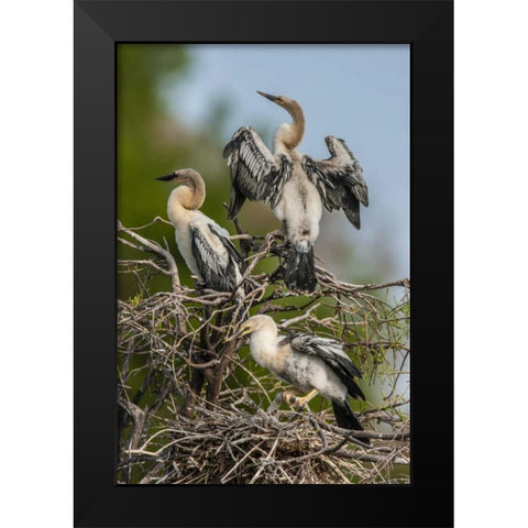 FL, Green Cay, Three anhinga chicks at nest Black Modern Wood Framed Art Print by Illg, Cathy and Gordon