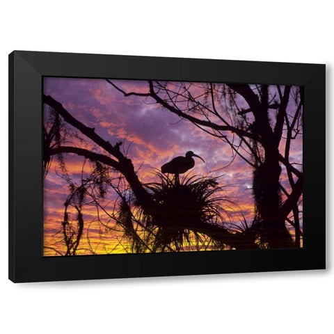 USA, Florida Ibis on nest at sunset Black Modern Wood Framed Art Print with Double Matting by Rotenberg, Nancy