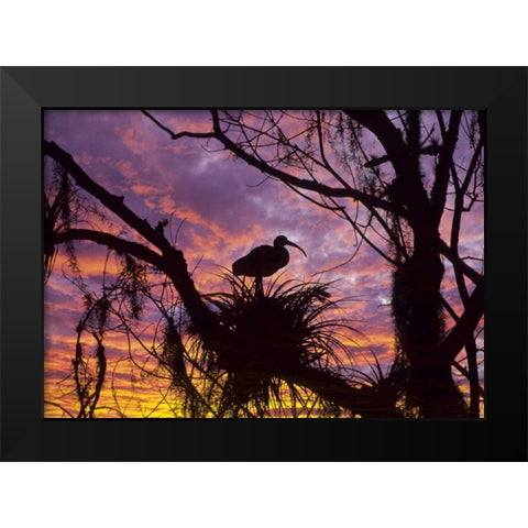 USA, Florida Ibis on nest at sunset Black Modern Wood Framed Art Print by Rotenberg, Nancy