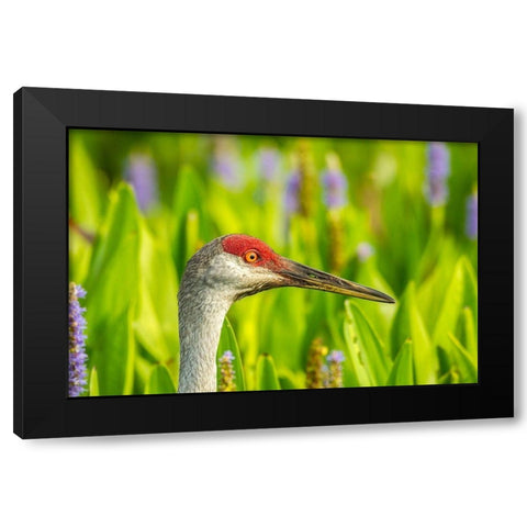 Florida-Orlando Wetlands Park Sandhill crane adult in blooming pickerel weed Black Modern Wood Framed Art Print by Jaynes Gallery
