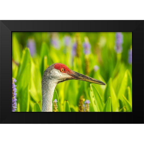 Florida-Orlando Wetlands Park Sandhill crane adult in blooming pickerel weed Black Modern Wood Framed Art Print by Jaynes Gallery