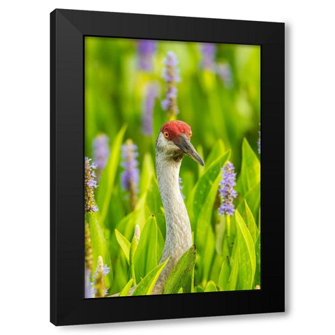 Florida-Orlando Wetlands Park Sandhill crane adult in blooming pickerel weed Black Modern Wood Framed Art Print by Jaynes Gallery