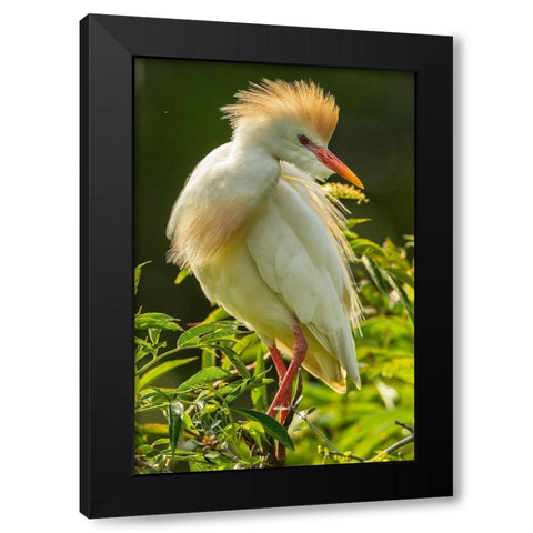 Florida-Anastasia Island Cattle egret in breeding plumage Black Modern Wood Framed Art Print by Jaynes Gallery