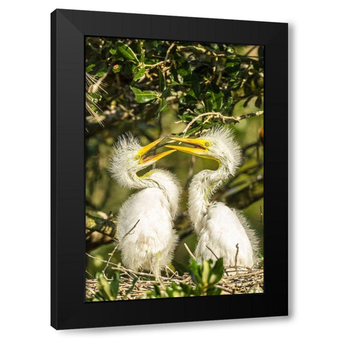Florida-Anastasia Island-Alligator Farm Great egret chicks on nest Black Modern Wood Framed Art Print by Jaynes Gallery