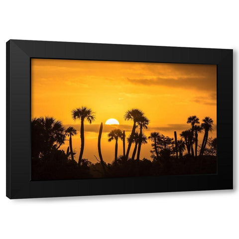 Florida-Orlando Wetlands Park Palm trees silhouetted at sunrise Black Modern Wood Framed Art Print with Double Matting by Jaynes Gallery