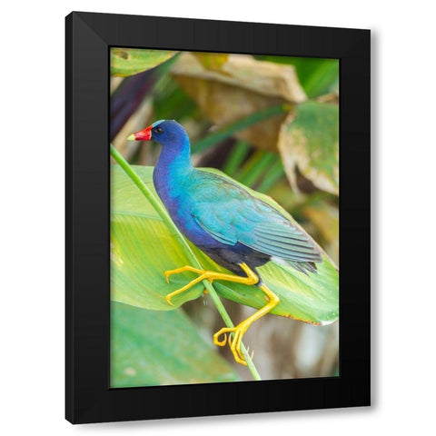 Florida-Wakodahatchee Wetlands Purple gallinule close-up Black Modern Wood Framed Art Print with Double Matting by Jaynes Gallery