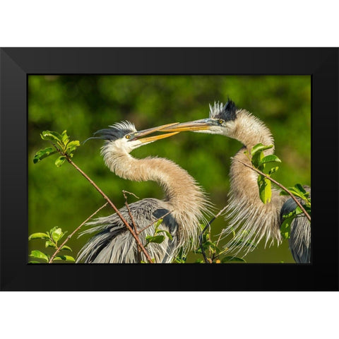 Florida-Wakodahatchee Wetlands Great blue herons in mating behavior Black Modern Wood Framed Art Print by Jaynes Gallery