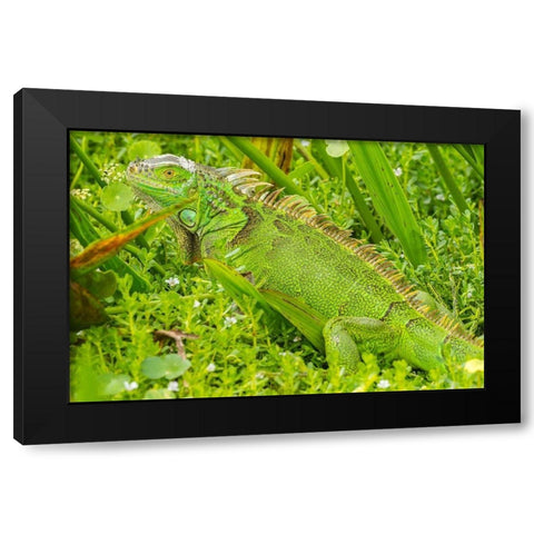 Florida-Wakodahatchee Wetlands Green iguana close-up Black Modern Wood Framed Art Print by Jaynes Gallery