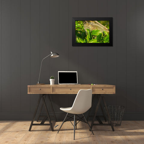 Florida-Wakodahatchee Wetlands Green iguana close-up Black Modern Wood Framed Art Print by Jaynes Gallery