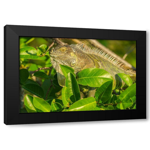 Florida-Wakodahatchee Wetlands Green iguana close-up Black Modern Wood Framed Art Print with Double Matting by Jaynes Gallery