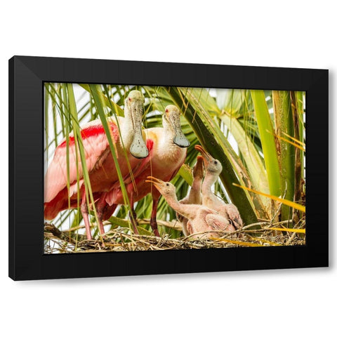 Florida-Anastasia Island-Alligator Farm Roseate spoonbill chick and parents on nest Black Modern Wood Framed Art Print by Jaynes Gallery
