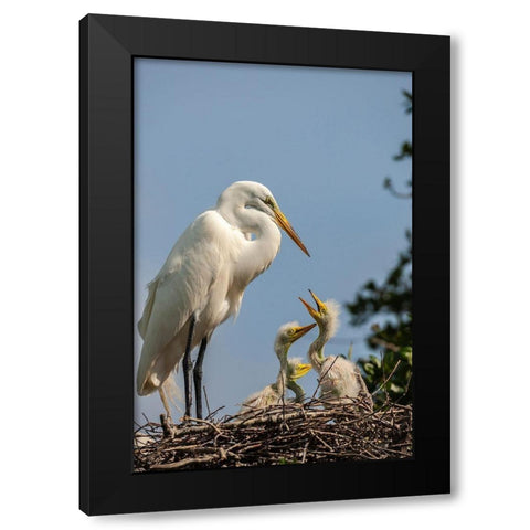 Florida-Anastasia Island Great egret parent feeding chicks on nest Black Modern Wood Framed Art Print by Jaynes Gallery