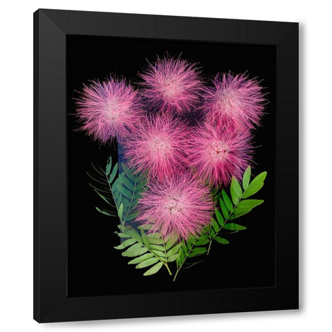 USA-Florida-Celebration-A bouquet of pink powderpuff flowers Black Modern Wood Framed Art Print with Double Matting by Looney, Hollice