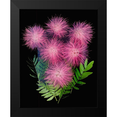 USA-Florida-Celebration-A bouquet of pink powderpuff flowers Black Modern Wood Framed Art Print by Looney, Hollice