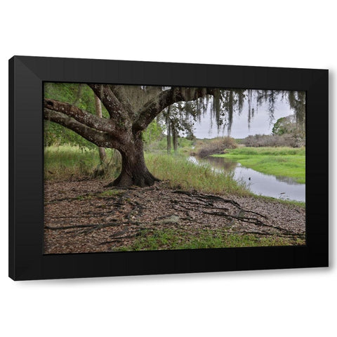 USA-Florida-Sarasota-Myakka River State Park Black Modern Wood Framed Art Print by Looney, Hollice