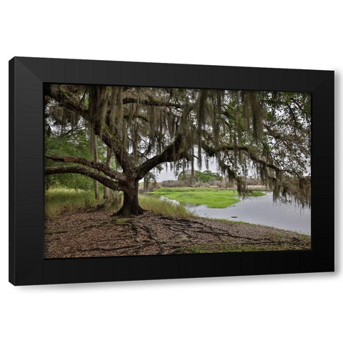 USA-Florida-Sarasota-Myakka River State Park Black Modern Wood Framed Art Print by Looney, Hollice
