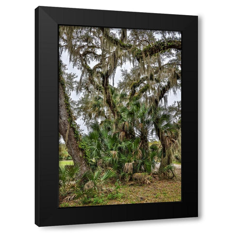 USA-Florida-Sarasota-Myakka River State Park Black Modern Wood Framed Art Print with Double Matting by Looney, Hollice