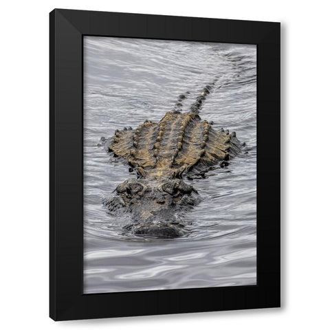 USA-Florida-Sarasota-An Alligator at Myakka River State Park Black Modern Wood Framed Art Print by Looney, Hollice